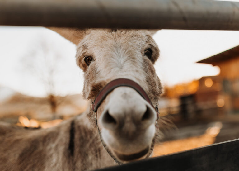 Österreichischer Tierschutzverein - Tierpatenschaft: Esel
