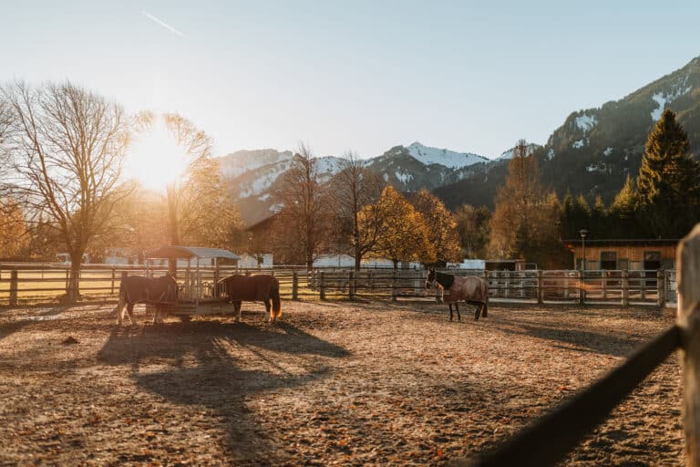 Pferdeklappe-Philosophie: Blick auf den Hof in Reutte