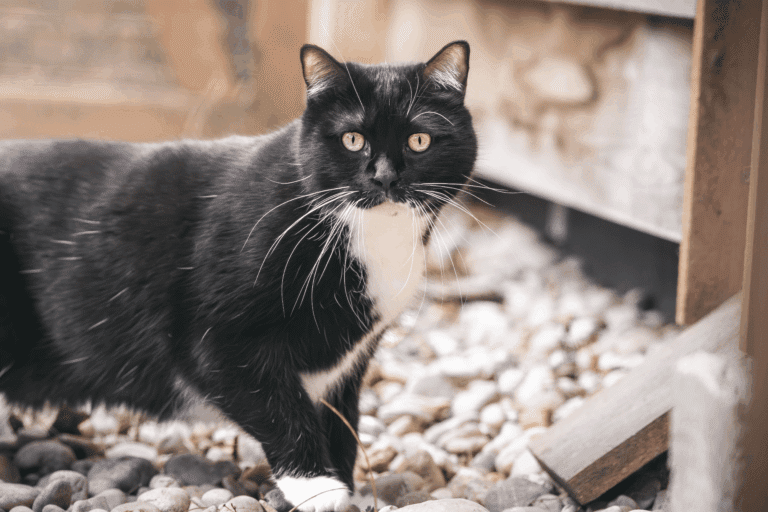 Österreichischer Tierschutzverein-Tiervermittlung: der kleine Schnurrbär Pauli