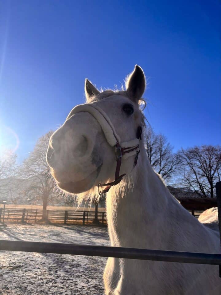 Österreichischer Tierschutzverein-PFC Ostern-Pferde Packerl