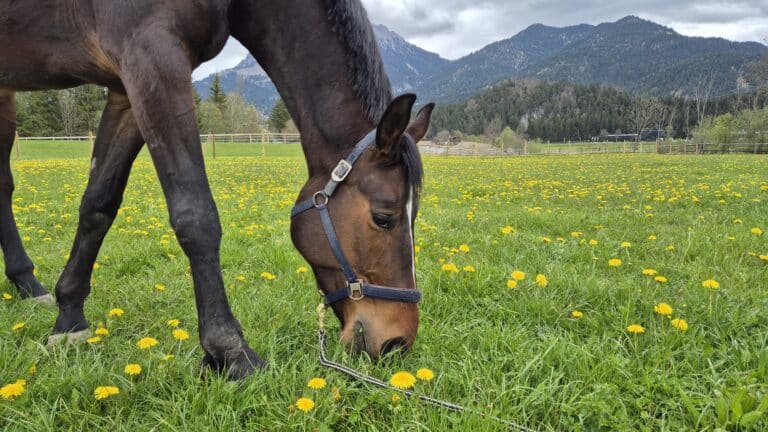 Pferd frisst frische Kräuter ©ÖTV