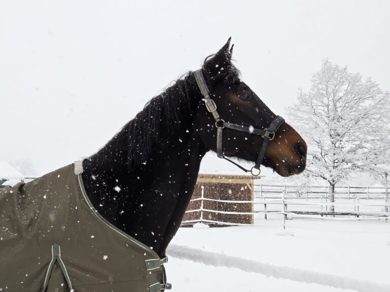 Pferdeklappe Pferd im Schnee