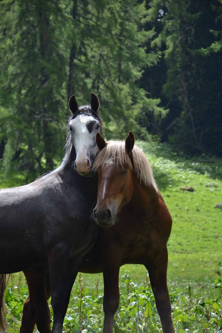Pferdeklappe-Überuns: Surprise und Henry auf der Alm im Lechtal