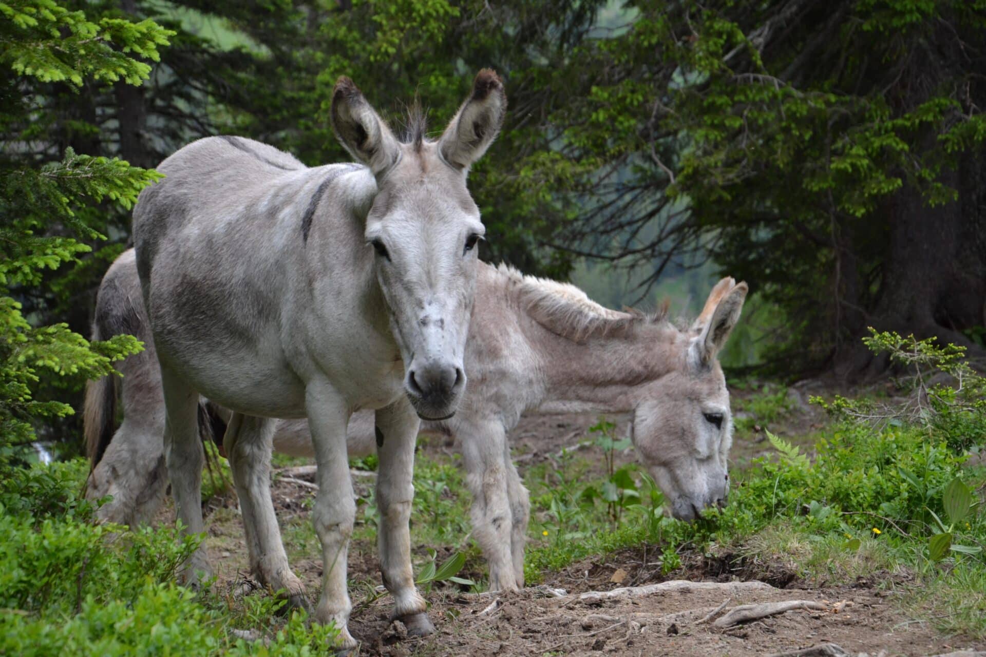 Pferdeklappe-Überuns: Esel auf der Alm im Lechtal