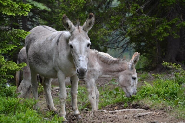 Pferdeklappe-Überuns: Esel auf der Alm im Lechtal