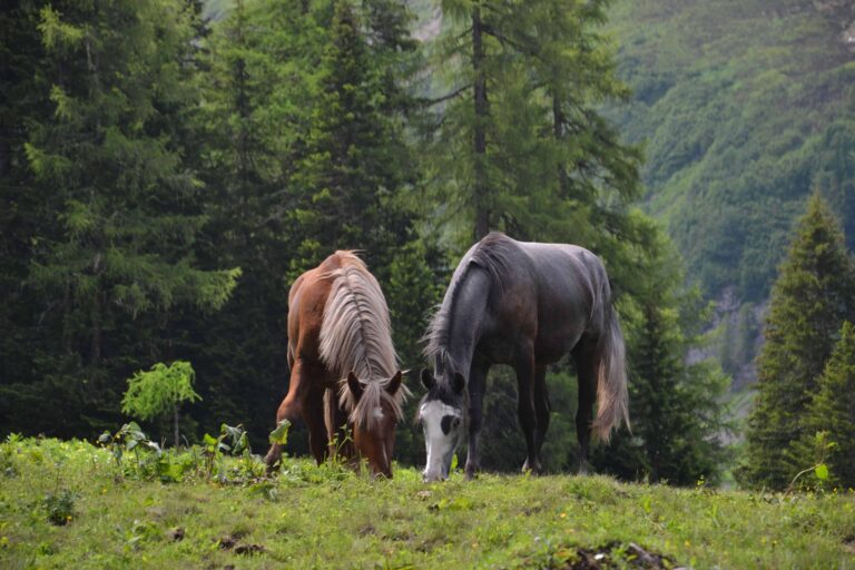 Pferdeklappe-Überuns: Henry und Surprise auf der Alm