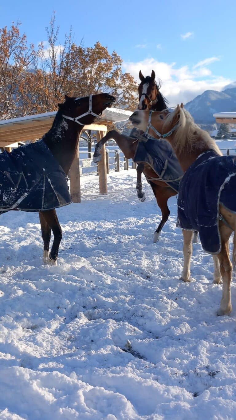 Pferdeklappe Pferde im Schnee