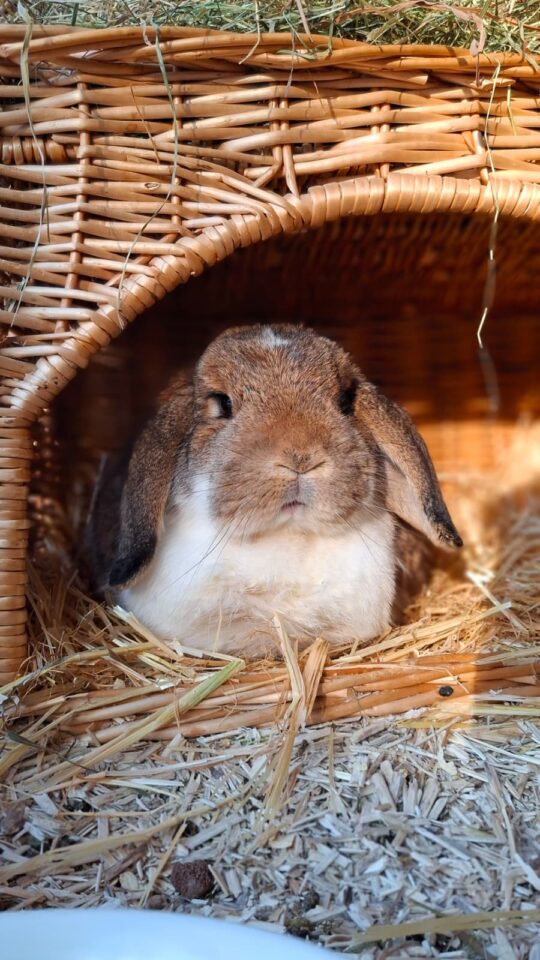 Österreichischer Tierschutzverein-PFC Ostern-Kleintier Packerl