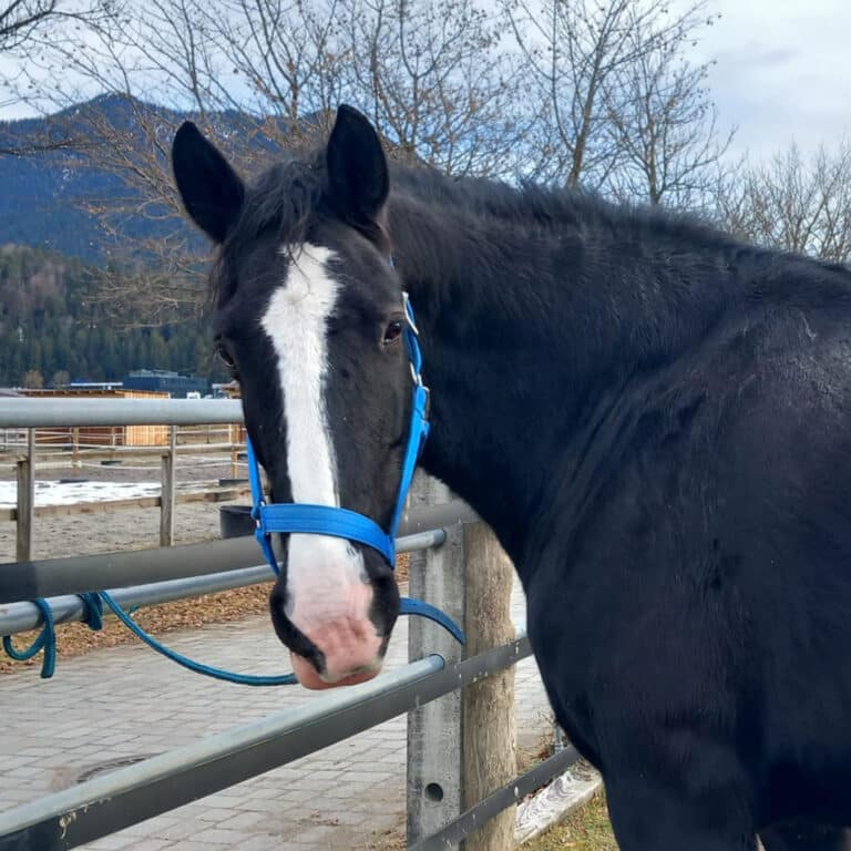 Österreichischer Tierschutzverein-Tiervermittung: Die gelassene Sapphire