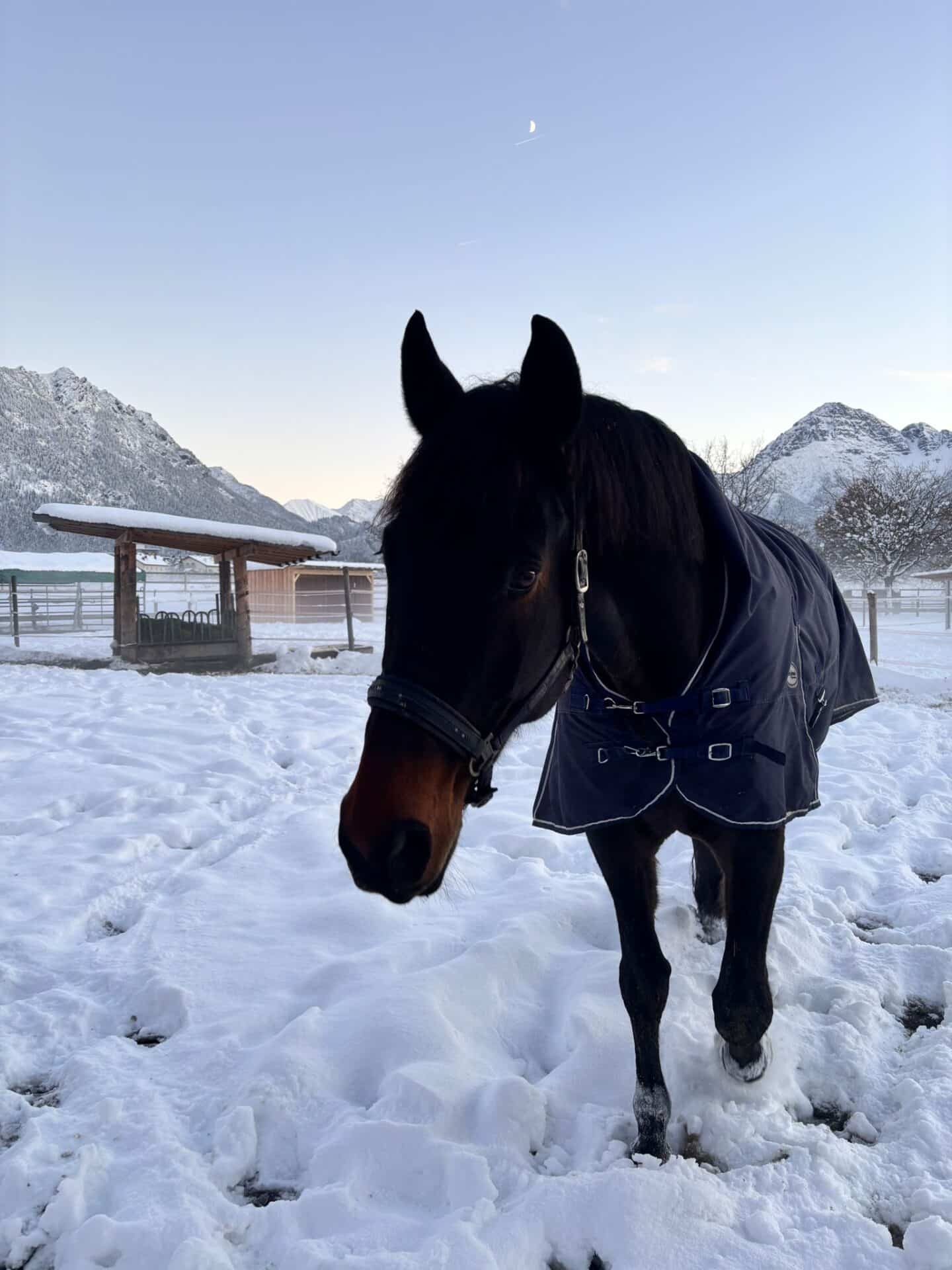 Österreichischer Tierschutzverein-Spendenkampagne-Winternotfallfond
