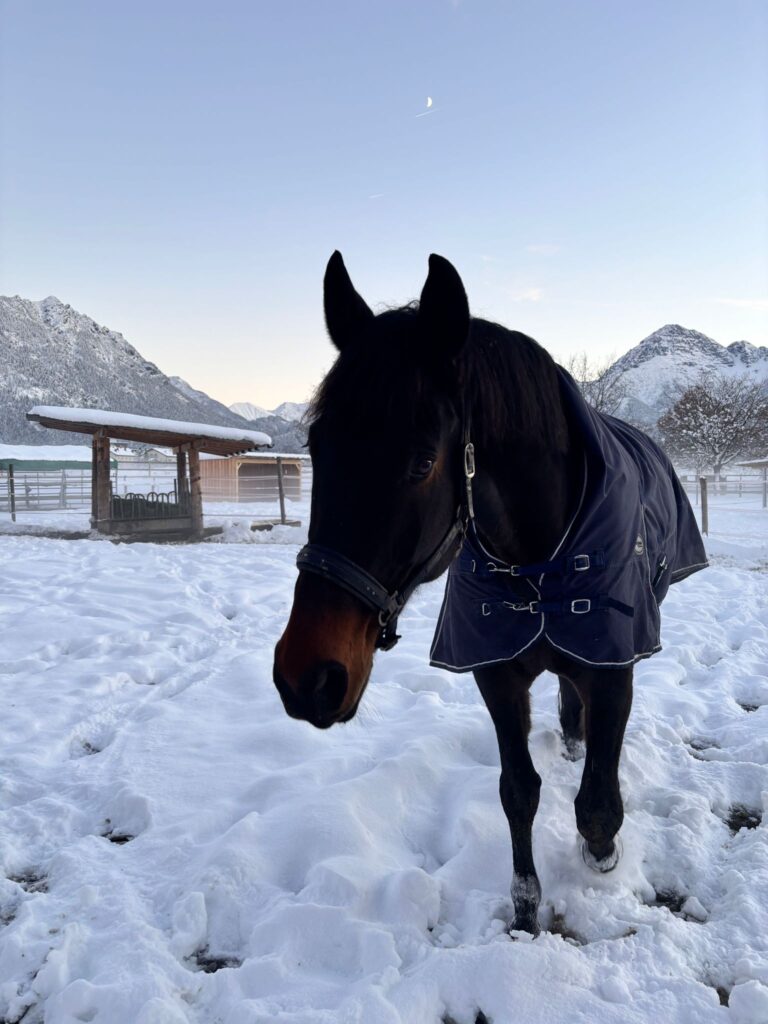 Österreichischer Tierschutzverein-Spendenkampagne-Winternotfallfond