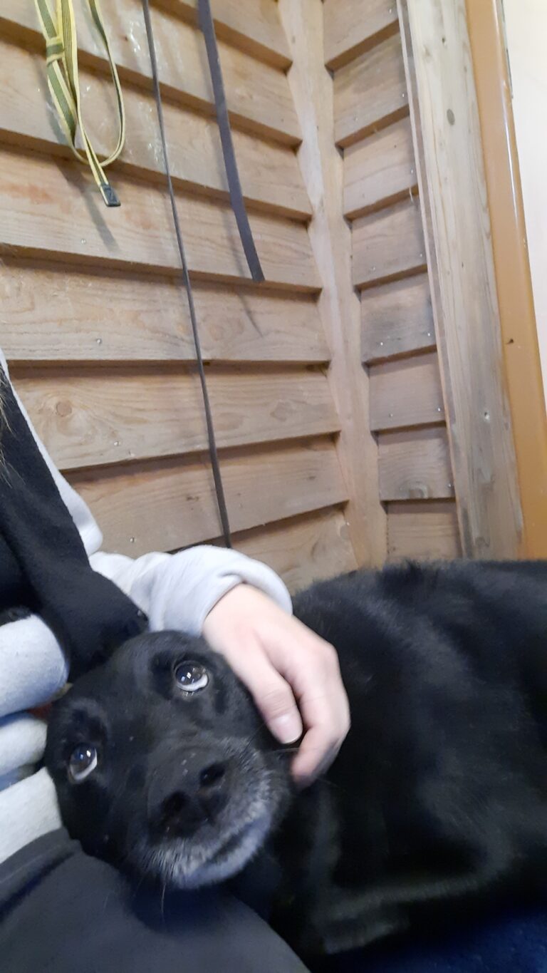 Schoßhund Blacky © Österrreichischer Tierschutzverein