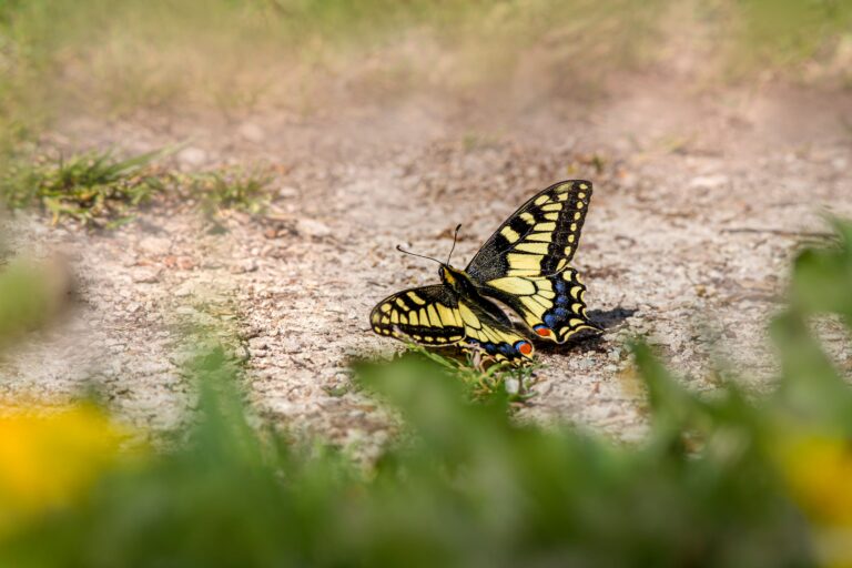 Schwalbenschwanz © pexels-erik-karits