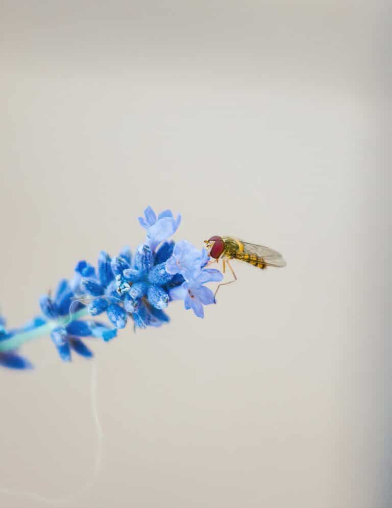 Schwebefliege © pexels-jwvein