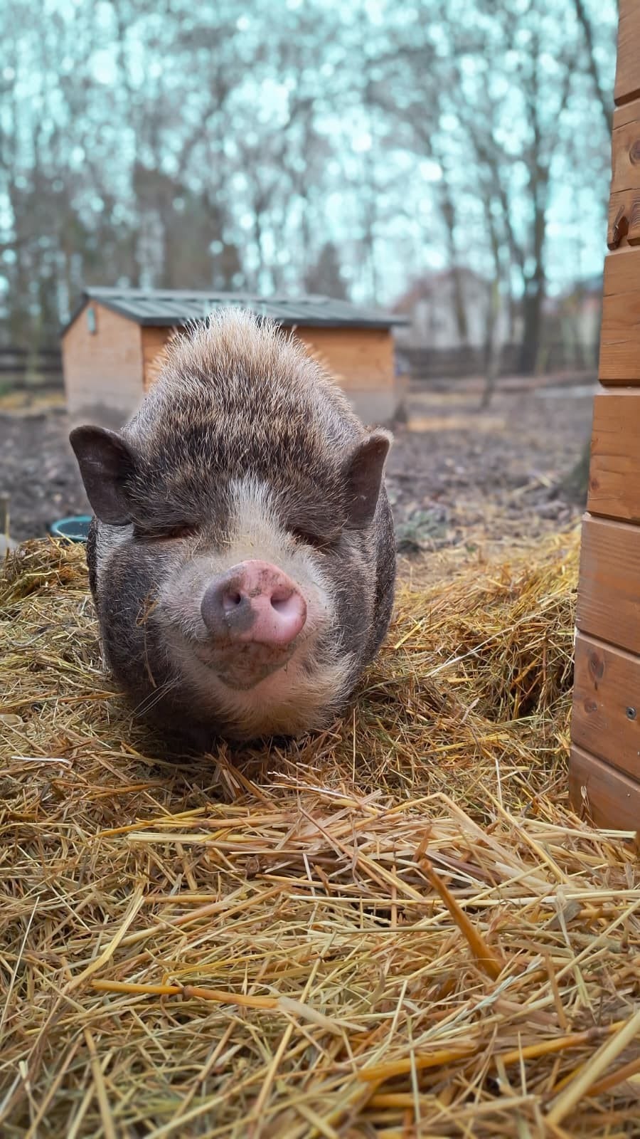 Österreichischer Tierschutzverein-PFC Ostern-Schweine Packerl