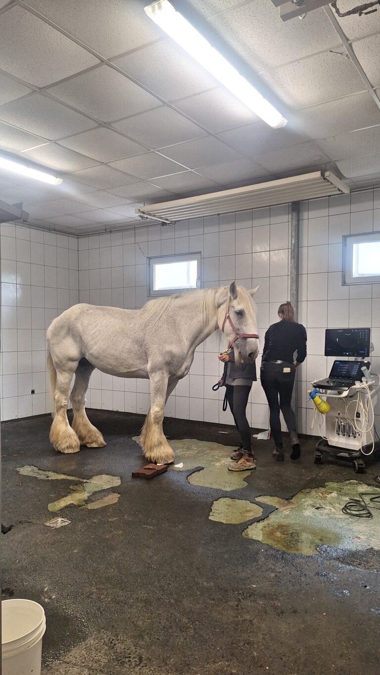 Shire Horse Georgie Girl in der Tierklinik ©ÖTV