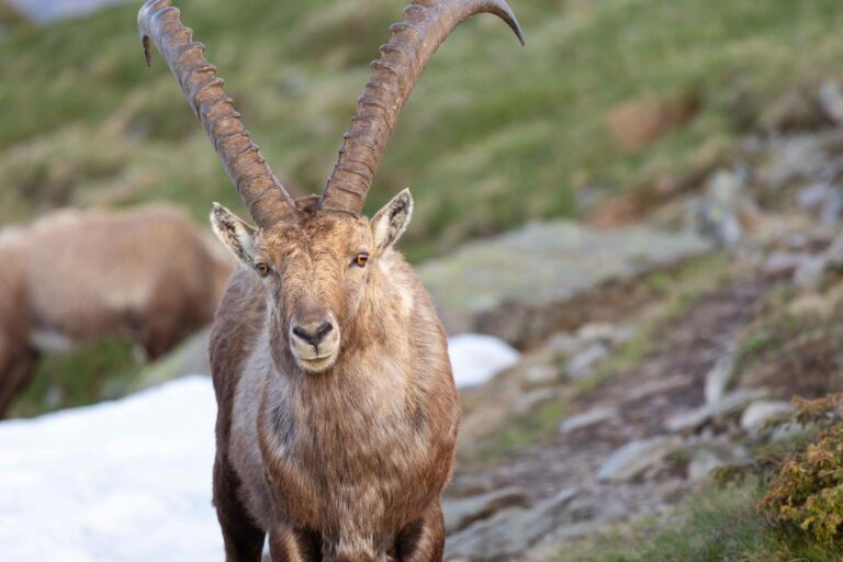 Steinbock pexels-marek-piwnicki