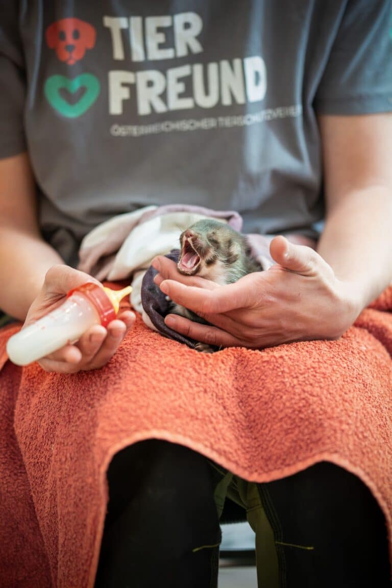 Steinmarderbaby Fütterung ©OeTVBea