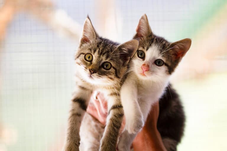 Österreichischer Tierschutzverein - Assisi Hof Stockerau: Ein Herz für Katzen in Not.