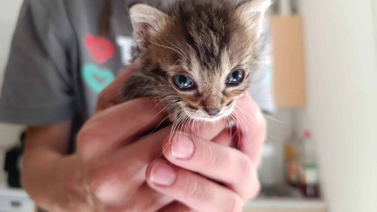 Streunerkätzchen Ilvy ©OeTV