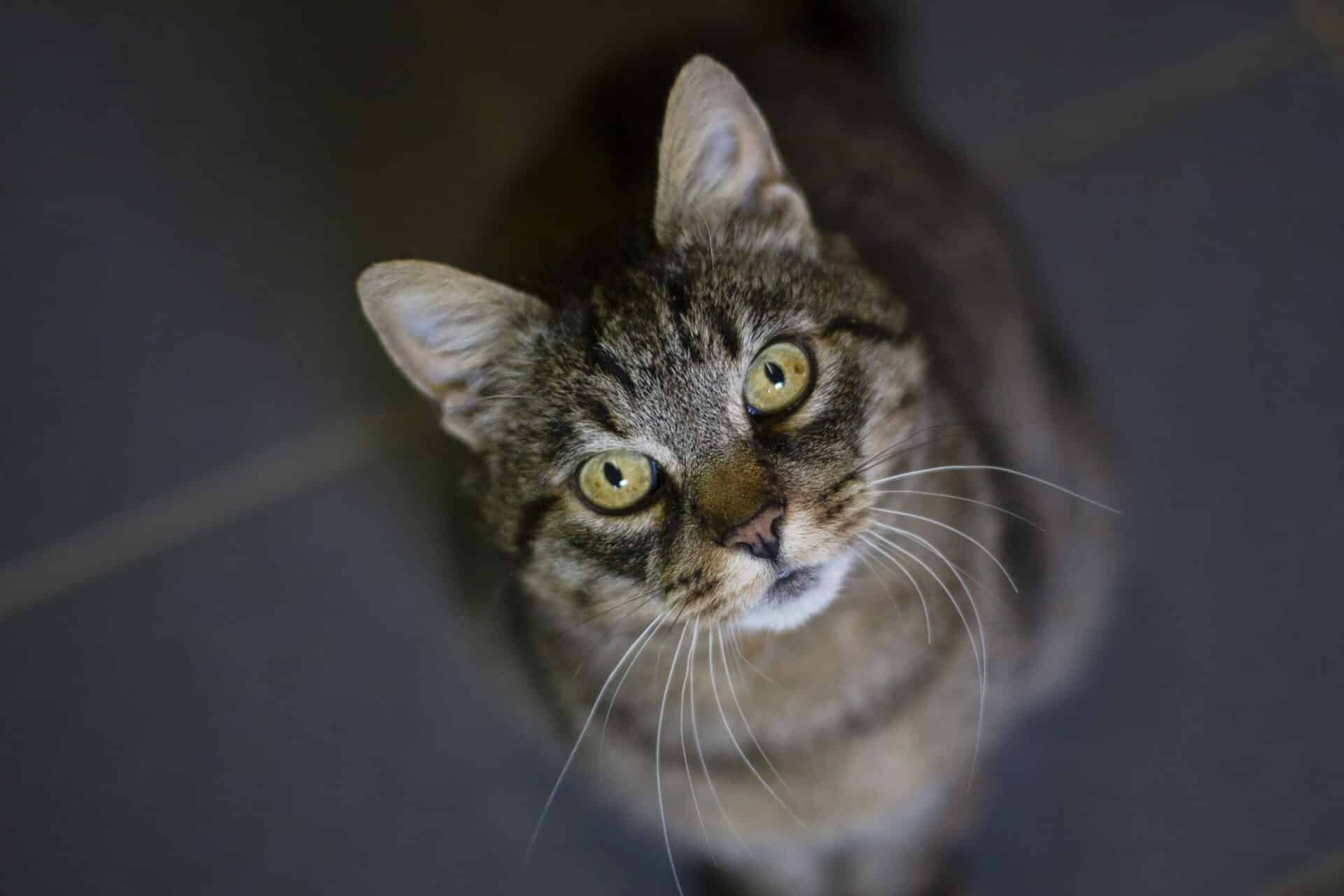 Streunerkatze1 Österreichischer Tierschutzverein