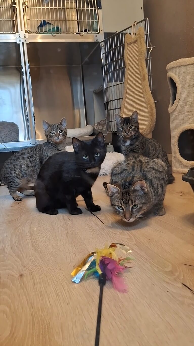 Streunerkatzen Bruno, Berta, Betty und Bubble am Assisi-Hof in Stockerau ©OeT