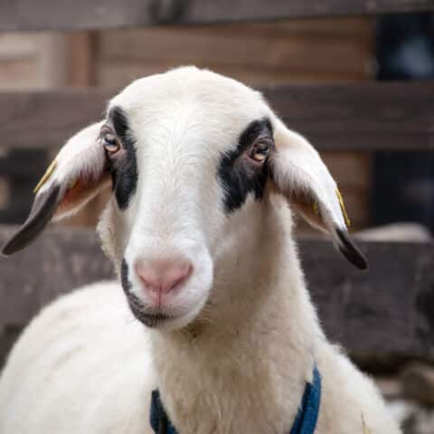 Forschungsschaf Susi © Österreichischer Tierschutzverein