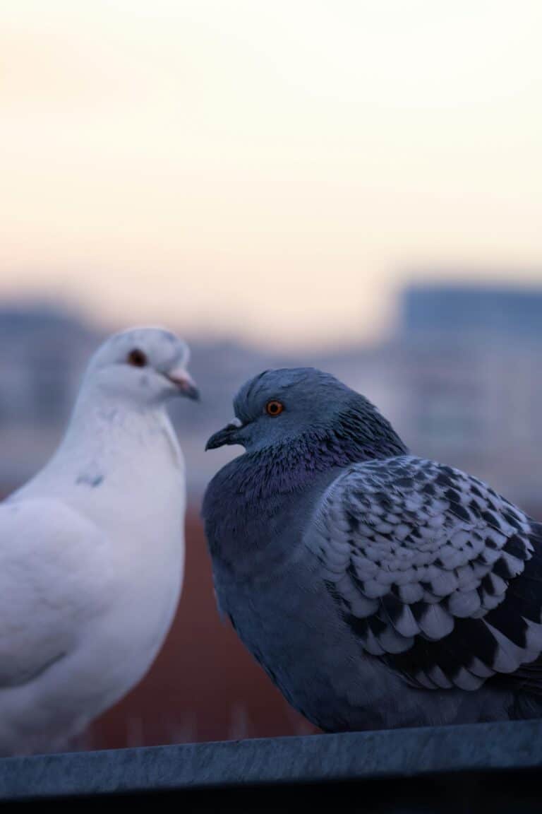 Tauben 1 pexels-njeromin-15378605