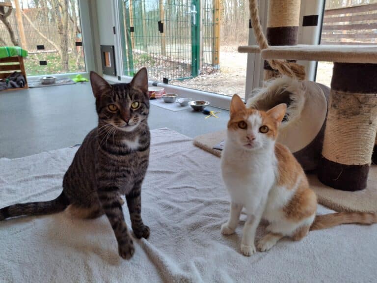 Timo und Bubi im Katzenhaus ©OeTV