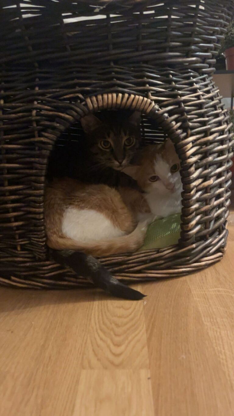 Timo und Bubi unzertrennlich ©OeTV