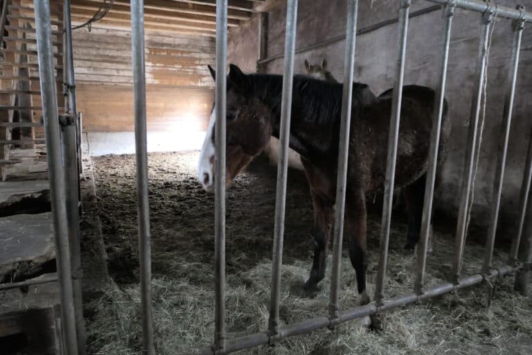 Stute Twilight © Österreichischer Tierschutzverein