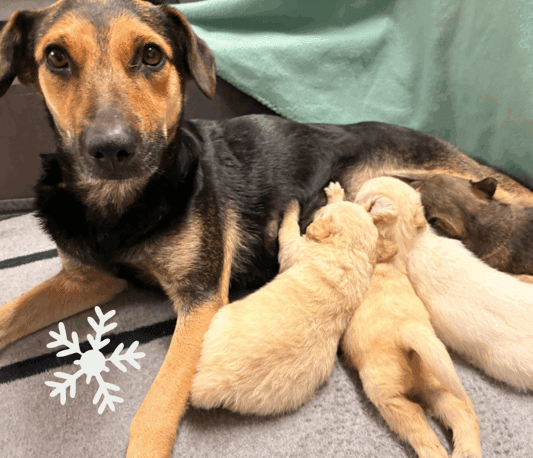 weihnachten-wunschzettel-Mila