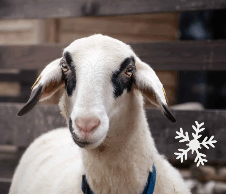 Österreichischer Tierschutzverein - Weihnachtsaktion: Erfüllst du den Herzenswunsch von Susi?