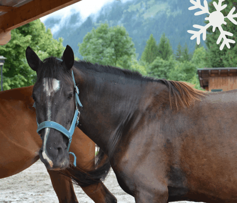 Österreichischer Tierschutzverein - Weihnachtsaktion: Erfüllst du den Herzenswunsch von Valea?