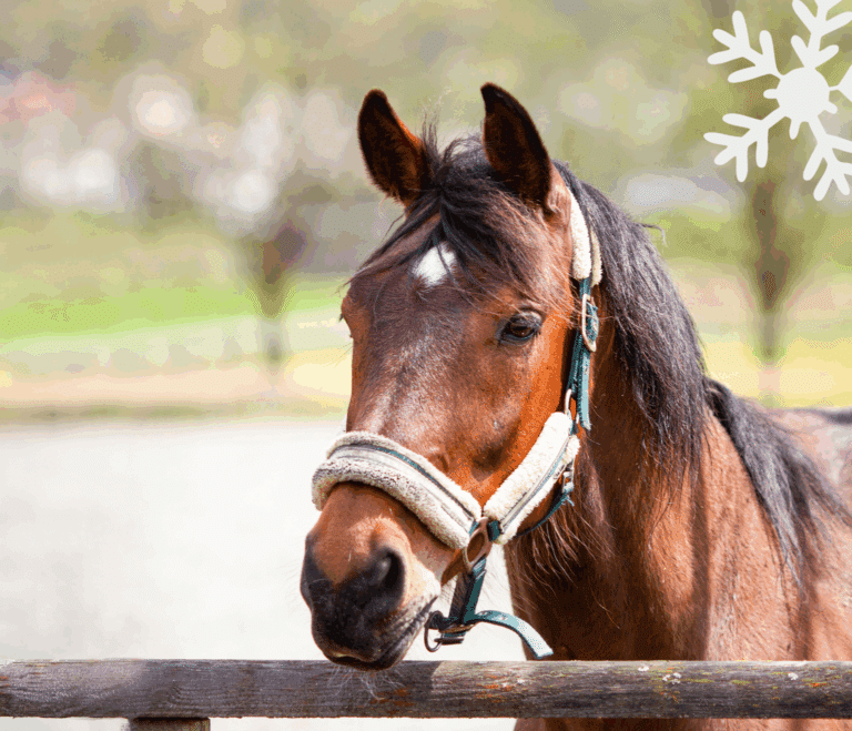 Österreichischer Tierschutzverein - Weihnachtsaktion: Erfüllst du den Herzenswunsch von Luxi