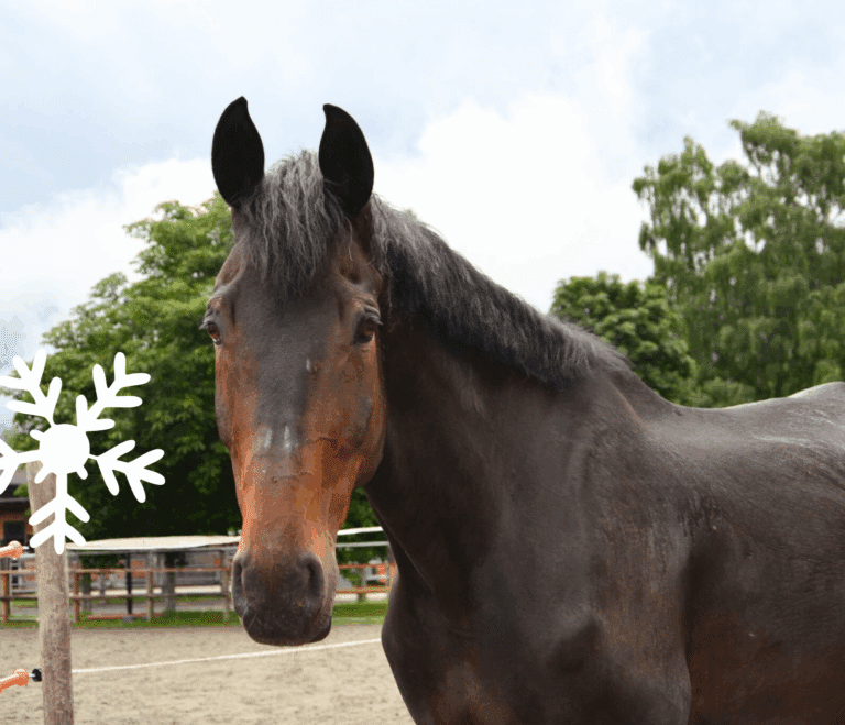Österreichischer Tierschutzverein - Weihnachtsaktion: Erfüllst du den Herzenswunsch von Cordino?