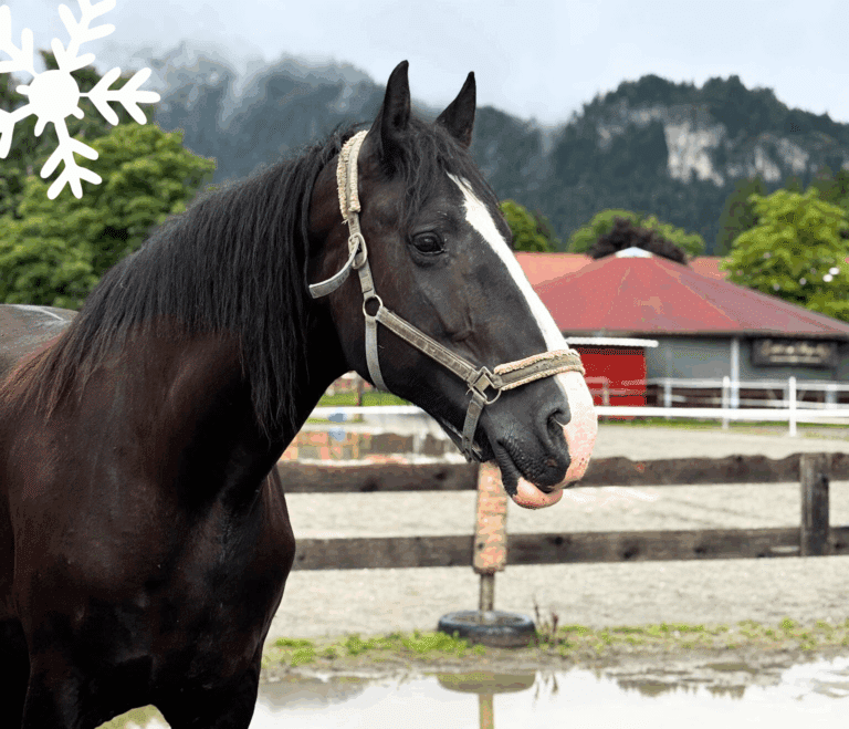 Österreichischer Tierschutzverein - Weihnachtsaktion: Erfüllst du den Herzenswunsch von Sapphire?