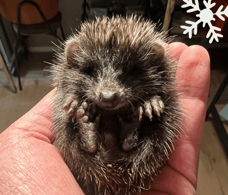 Österreichischer Tierschutzverein - Weihnachtsaktion: Erfüllst du den Herzenswunsch von Frederick?
