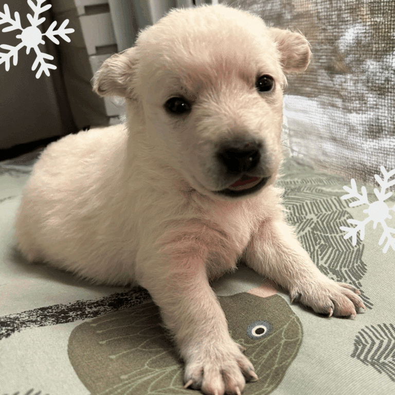 Österreichischer Tierschutzverein - Weihnachten: Erfüllen Sie die Herzenswünsche unserer Hunde!