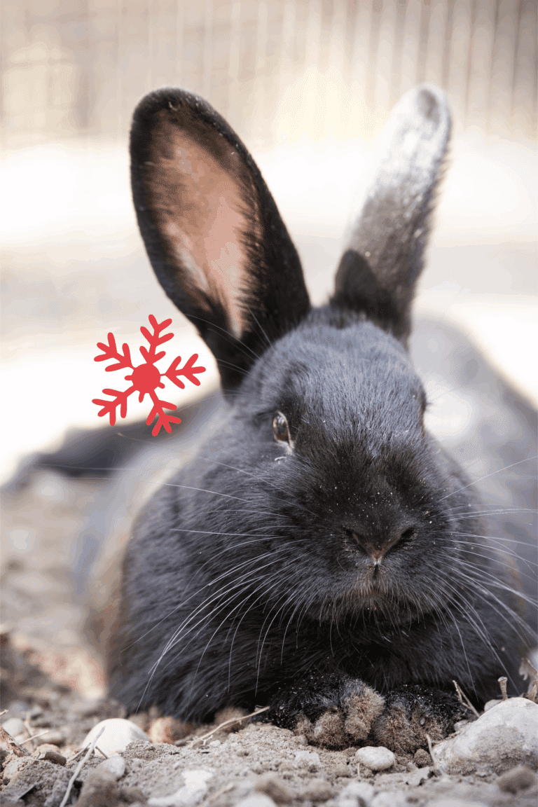 Österreichischer Tierschutzverein - Weihnachtsaktion: Erfüllst du den Herzenswunsch von den Kleintieren?