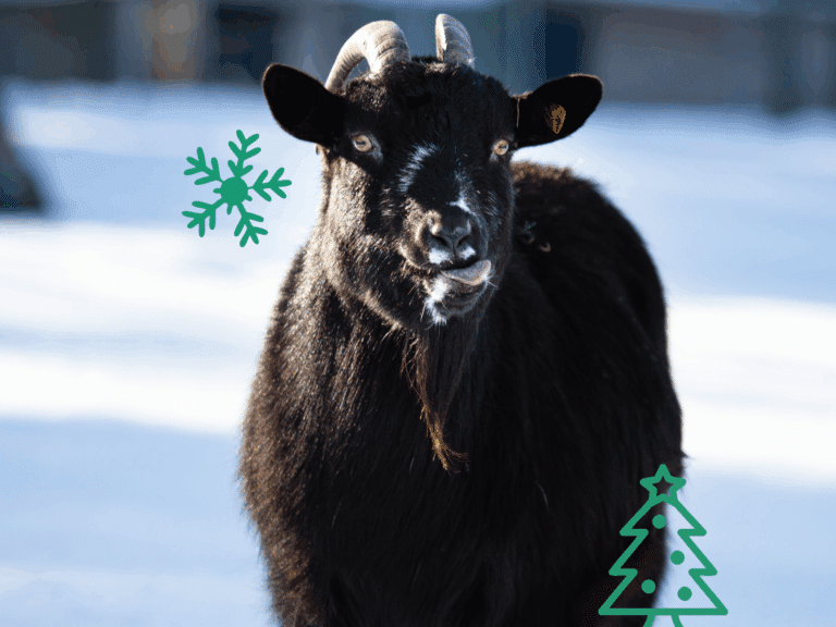 Österreichischer Tierschutzverein - Weihnachtsaktion: Erfüllst du den Herzenswunsch von den Ziegen?