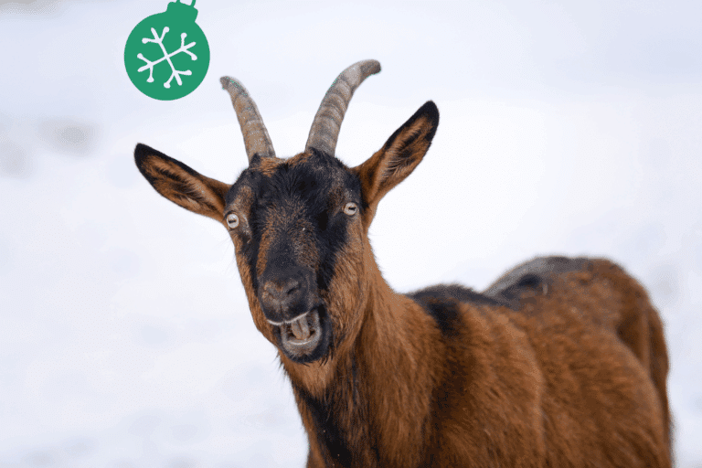 Österreichischer Tierschutzverein - Weihnachtsaktion: Erfüllst du den Herzenswunsch von Heidi?