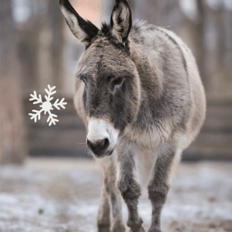Österreichischer Tierschutzverein - Weihnachten: Spenden statt Schenken - Esel