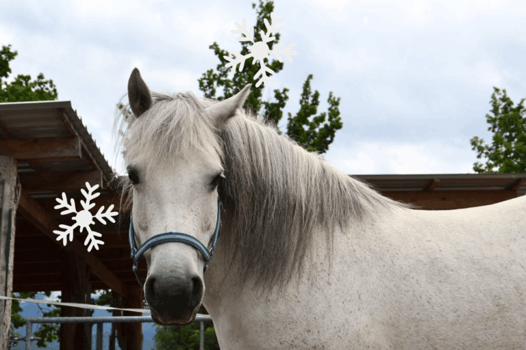 Österreichischer Tierschutzverein - Weihnachtsaktion: Erfüllst du den Herzenswunsch von Mariposa?