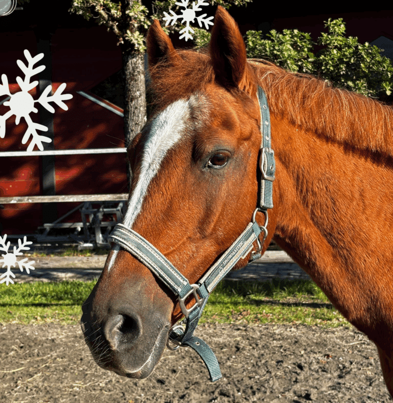 Österreichischer Tierschutzverein - Weihnachtsaktion: Erfüllst du den Herzenswunsch von Bella?