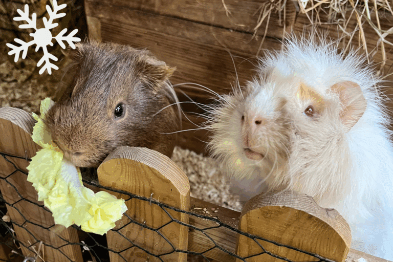 Österreichischer Tierschutzverein - Weihnachtsaktion: Erfüllst du den Herzenswunsch von Brownie und Emuli?