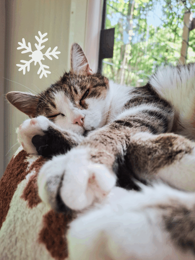 Österreichischer Tierschutzverein - Weihnachtsaktion: Erfüllst du den Herzenswunsch von Mya?