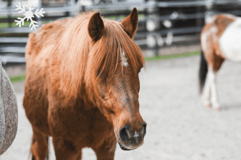 Österreichischer Tierschutzverein - Weihnachtsaktion: Erfüllst du den Herzenswunsch von Marana?
