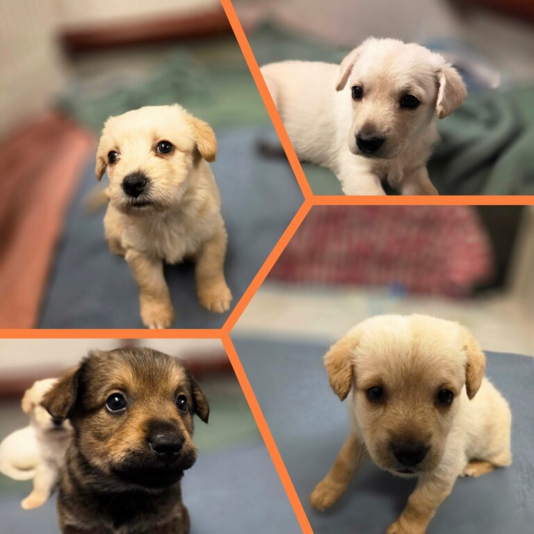 Update Welpen Pflegestelle ©ÖTV