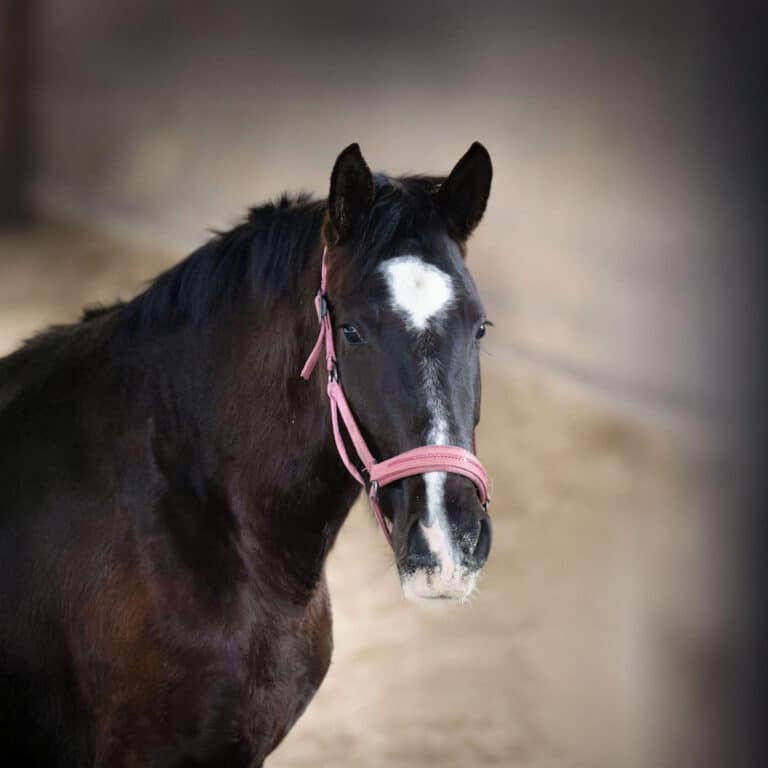 Österreichischer Tierschutzverein- Tiervermittlung: Rohdiamant Valea